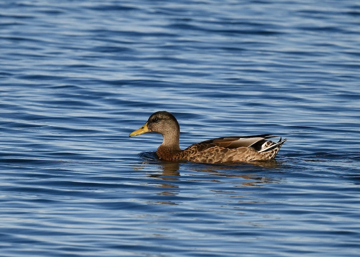 Mallard - ML641998867