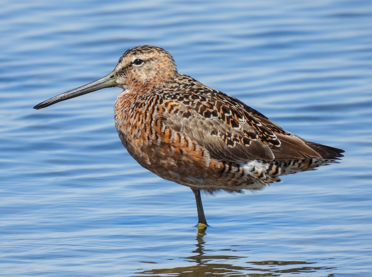 Long-billed Dowitcher - ML641998870