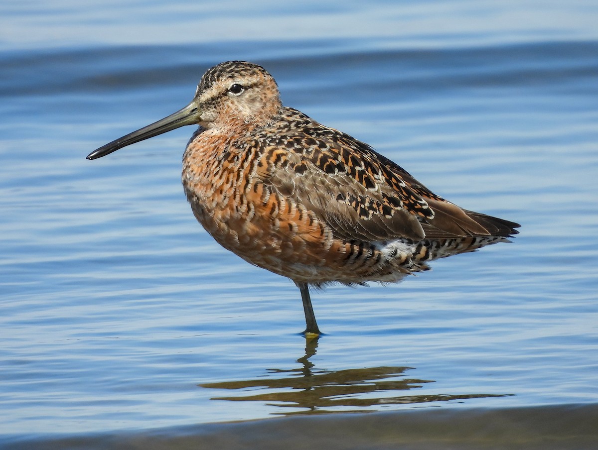 Long-billed Dowitcher - ML641998871