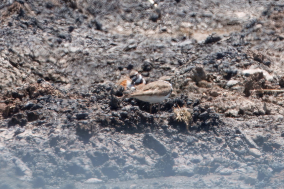 Killdeer - ML641998873