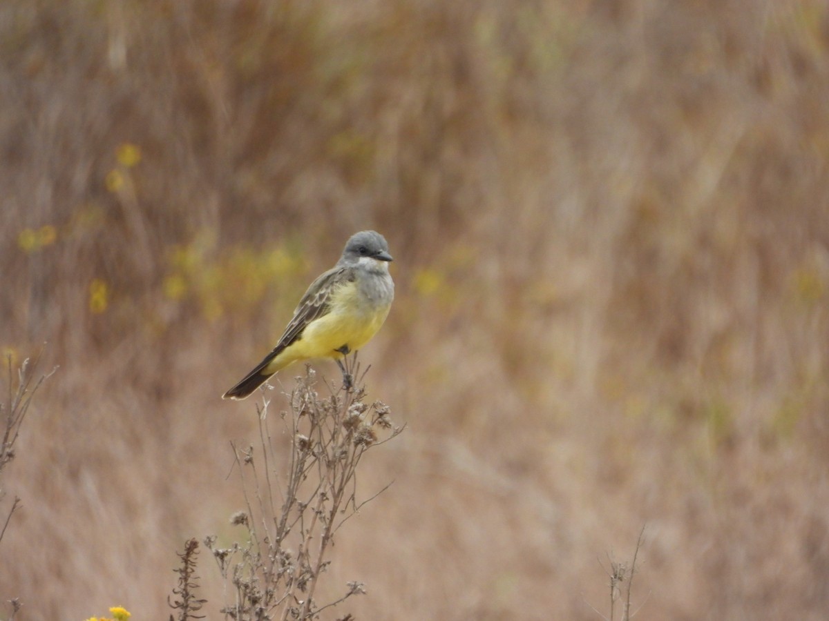Cassin's Kingbird - ML641998874
