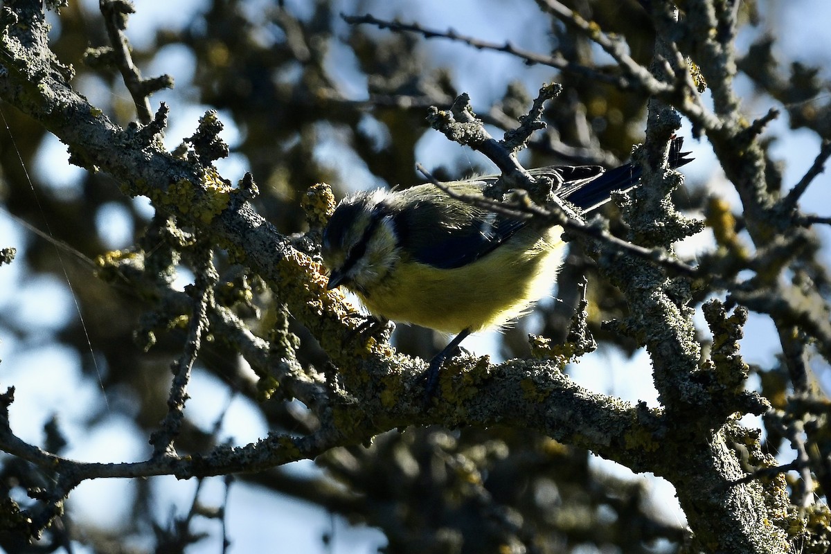 Eurasian Blue Tit - ML641998875