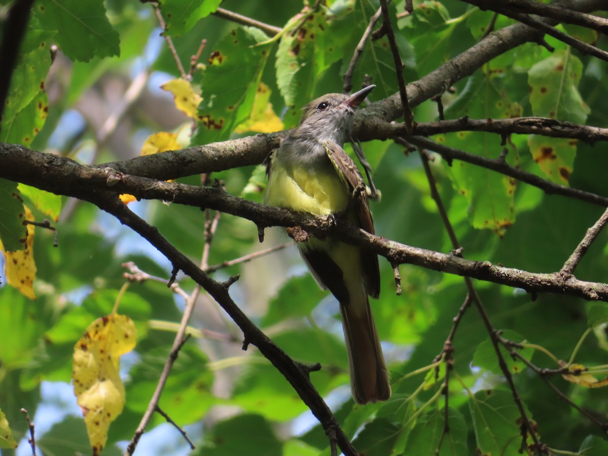 Great Crested Flycatcher - ML641998881