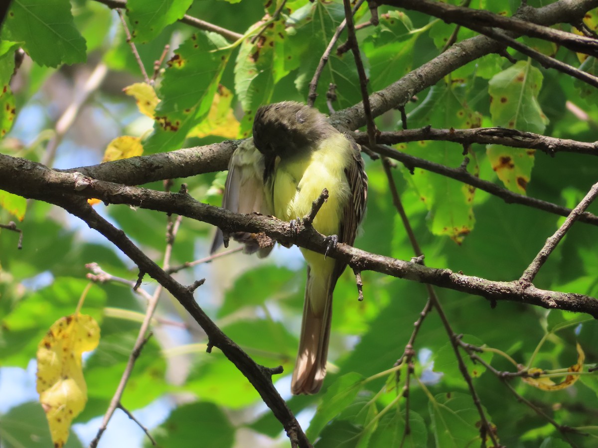 Great Crested Flycatcher - ML641998882