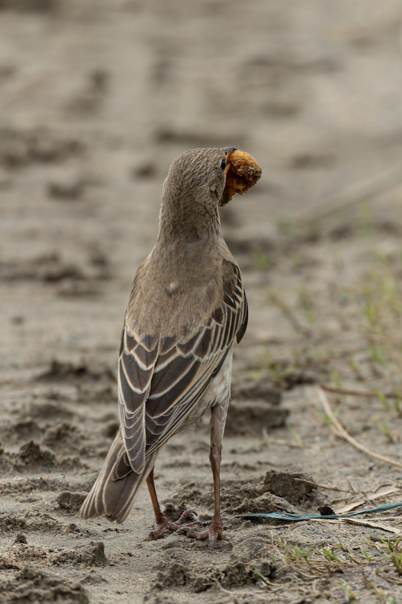 Rosy Starling - ML641998886