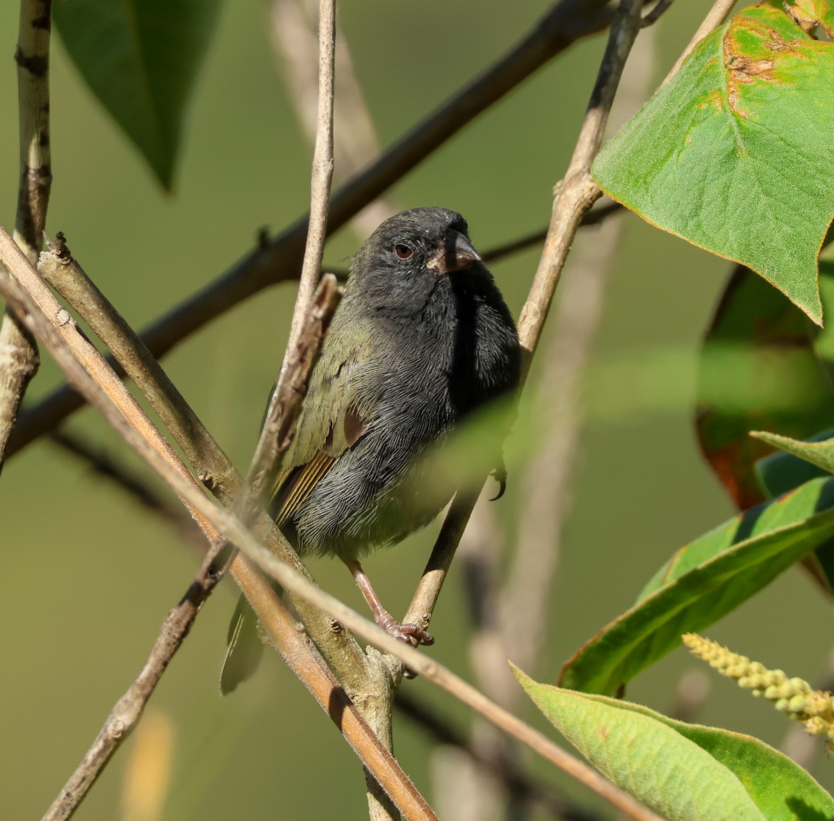 Black-faced Grassquit - ML641998887