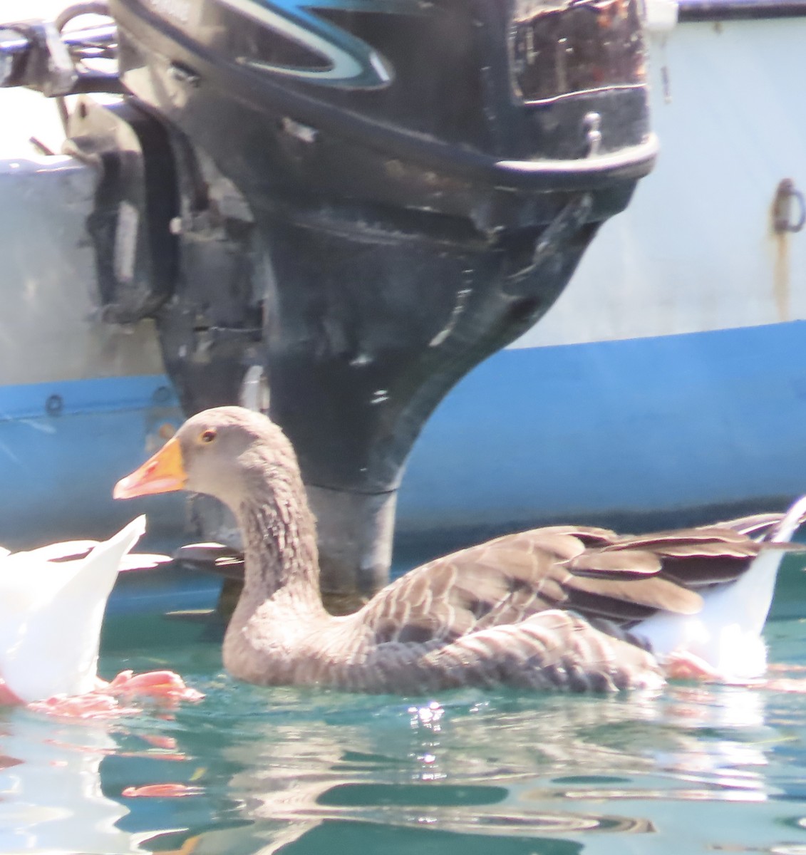 Graylag Goose - ML641998888