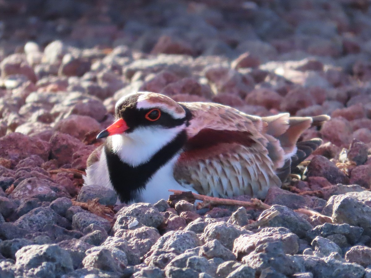 Black-fronted Dotterel - ML641998901