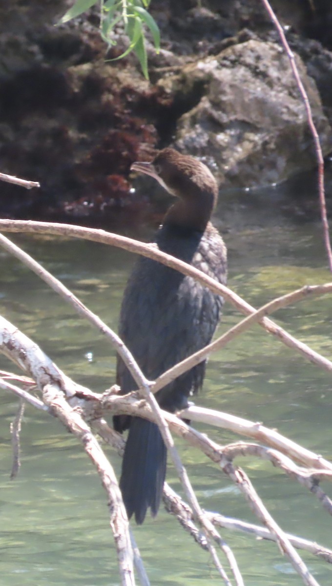 Pygmy Cormorant - ML641998903