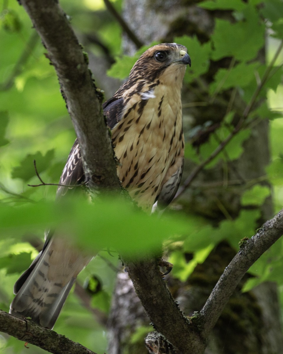 Broad-winged Hawk - ML641998929