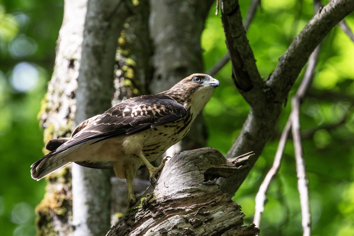 Broad-winged Hawk - ML641998930