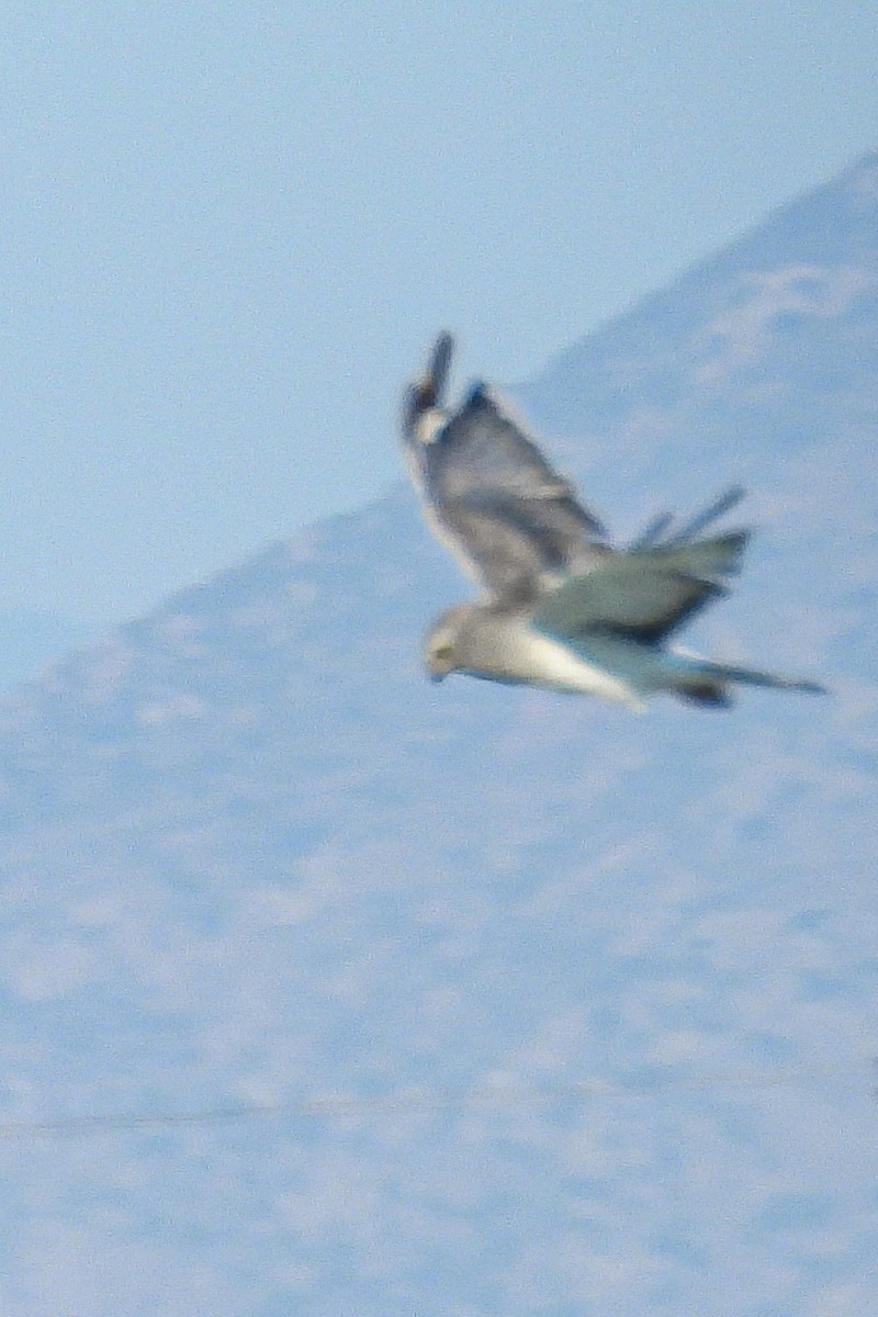 Northern Harrier - ML641998933
