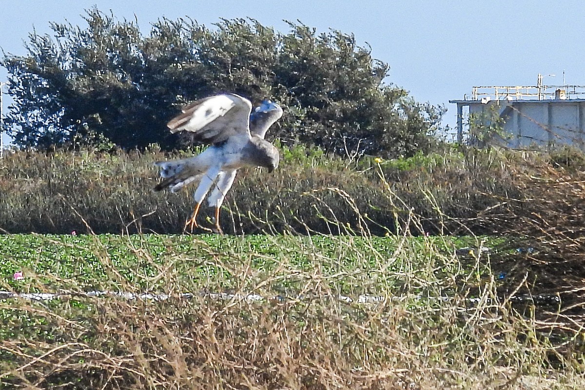 Northern Harrier - ML641998935