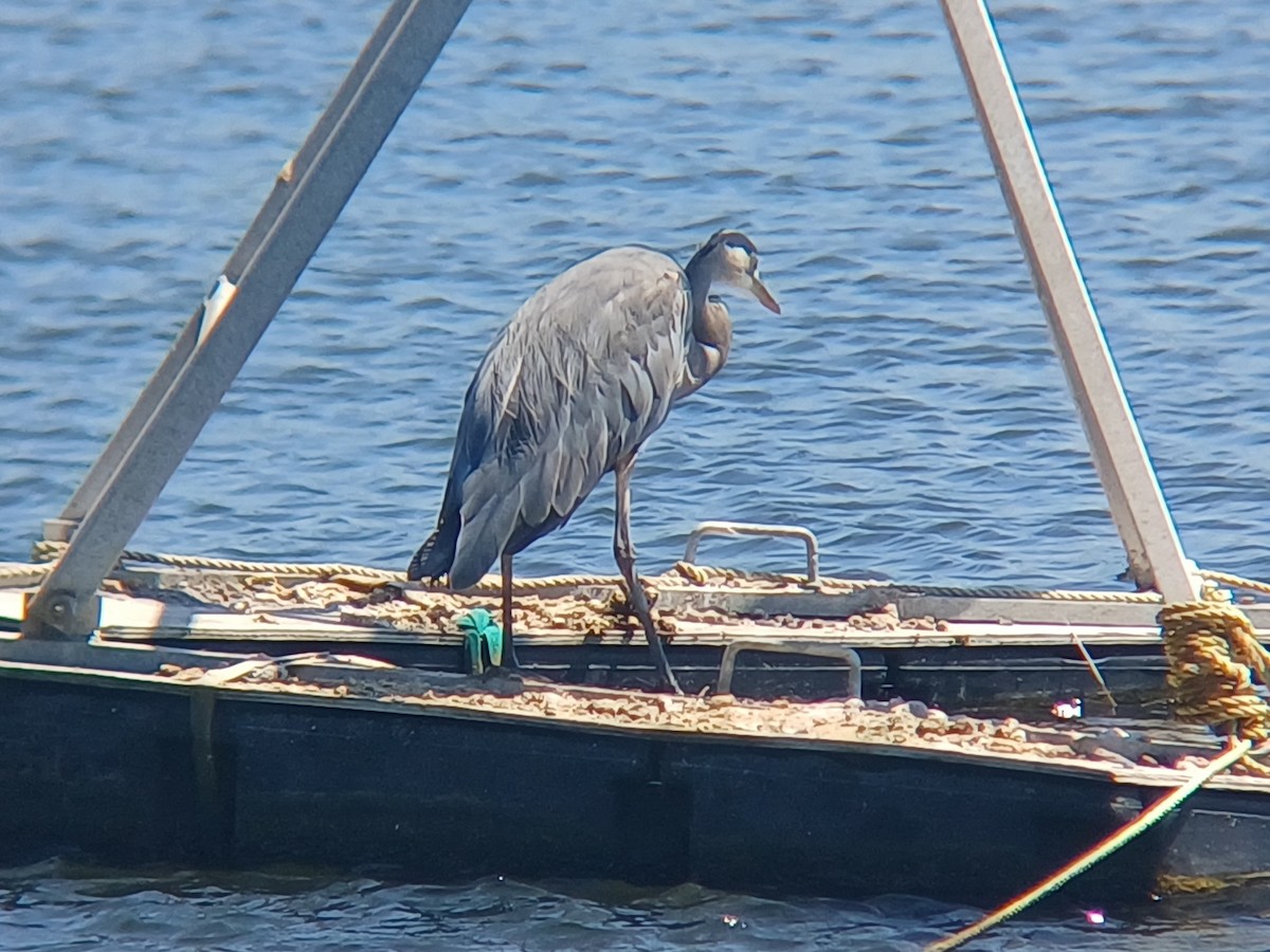 Great Blue Heron - ML641998941
