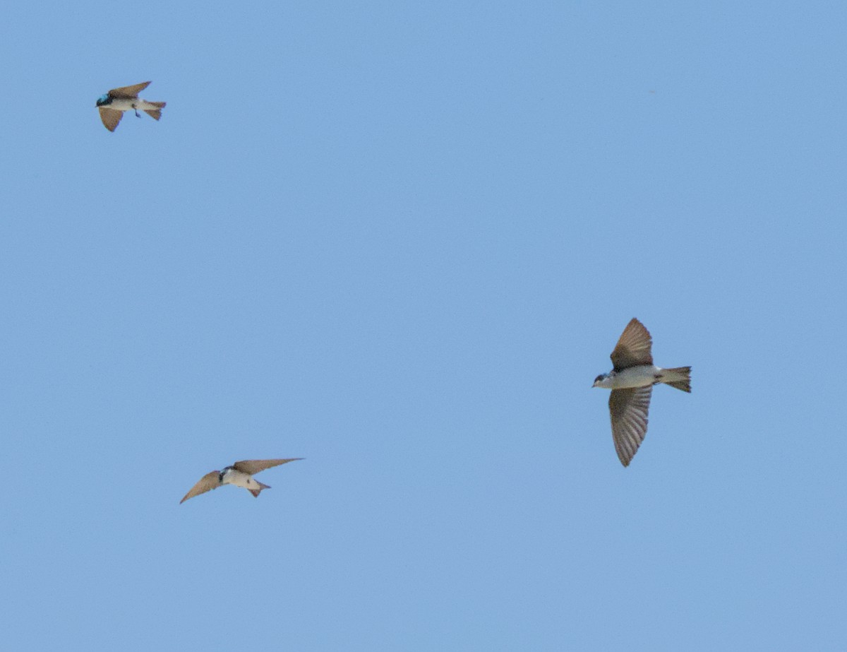 Tree Swallow - ML641998948