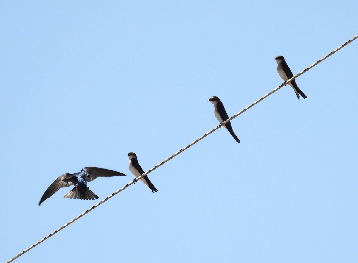 Tree Swallow - ML641998949