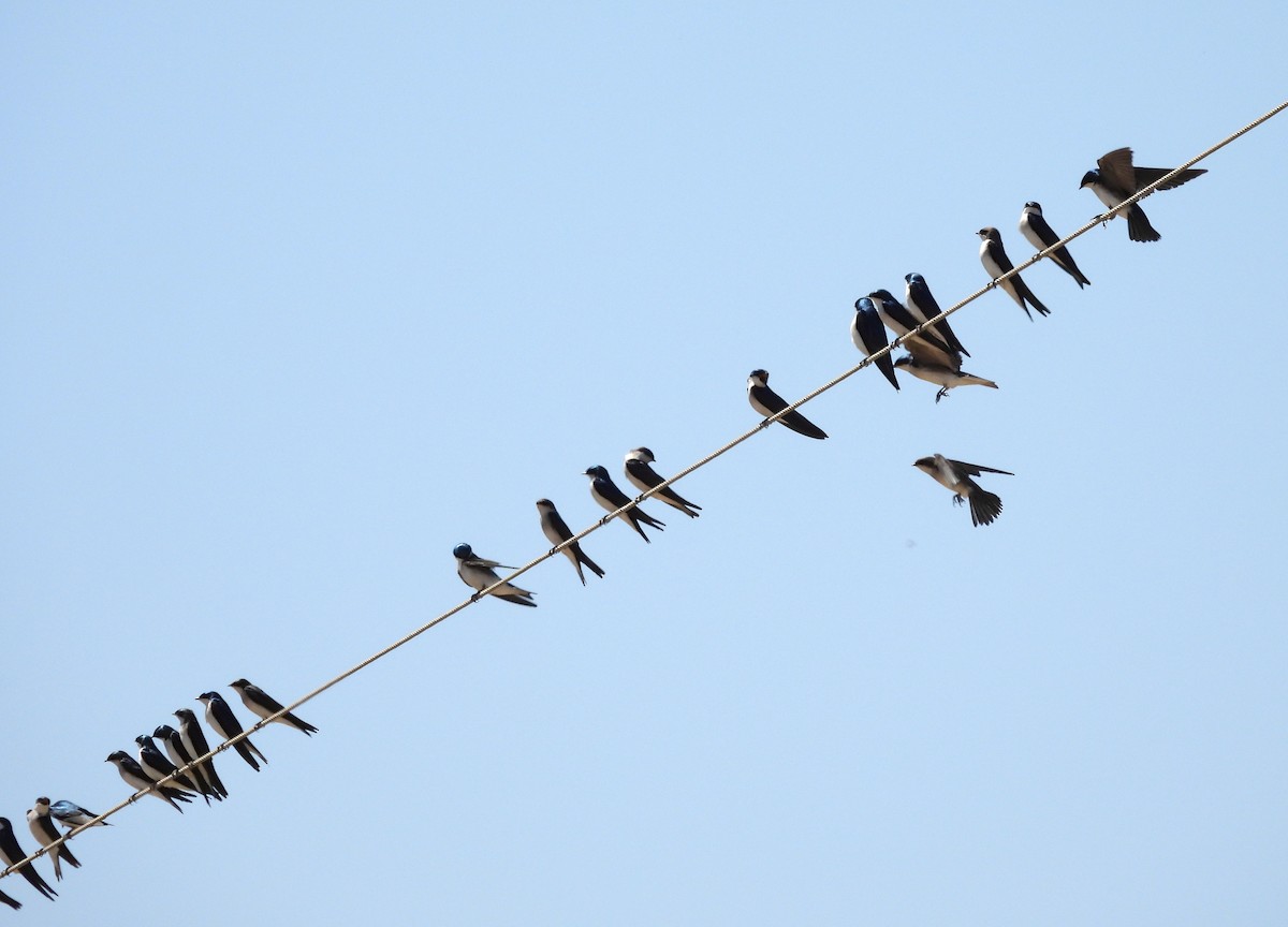 Tree Swallow - ML641998950