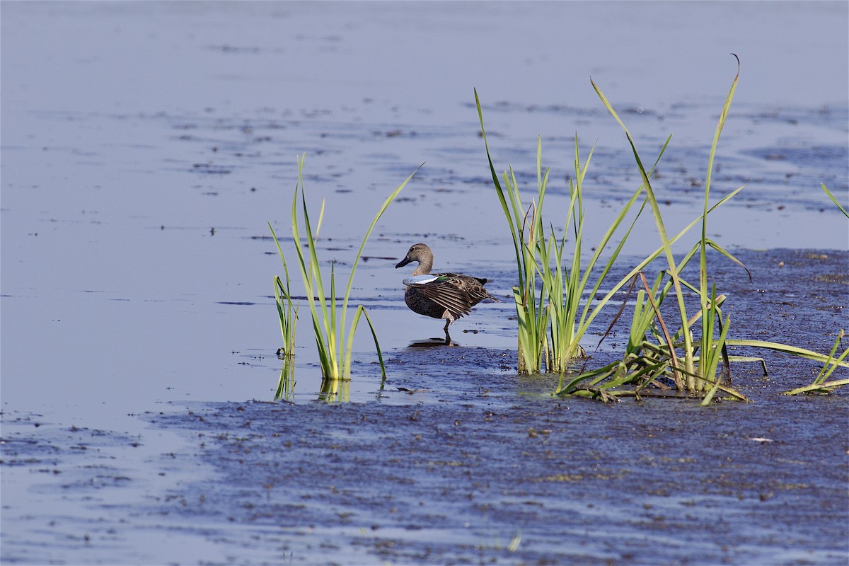 Blue-winged Teal - ML641998961