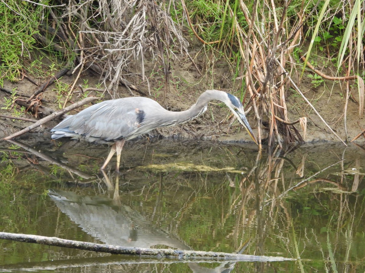 Great Blue Heron - ML641998962
