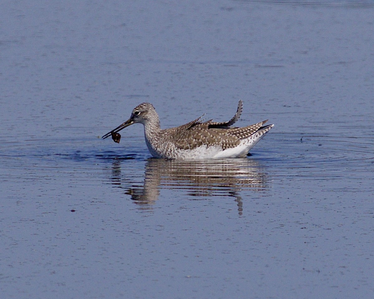 Greater Yellowlegs - ML641998963