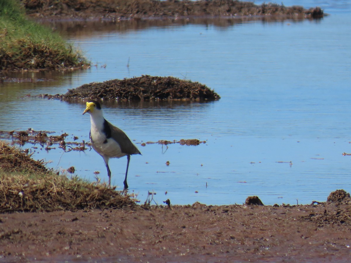 Masked Lapwing - ML641998971