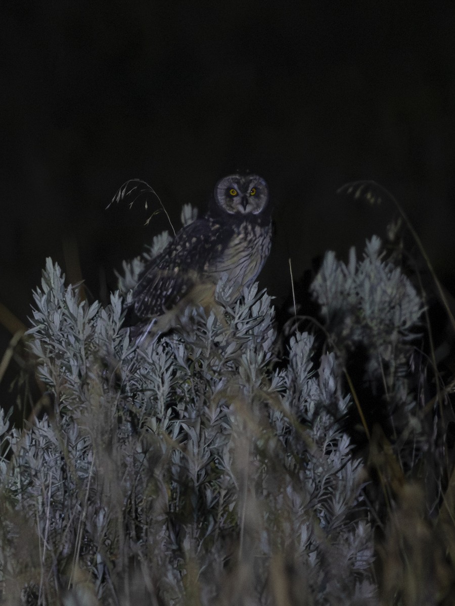Short-eared Owl - ML641998974