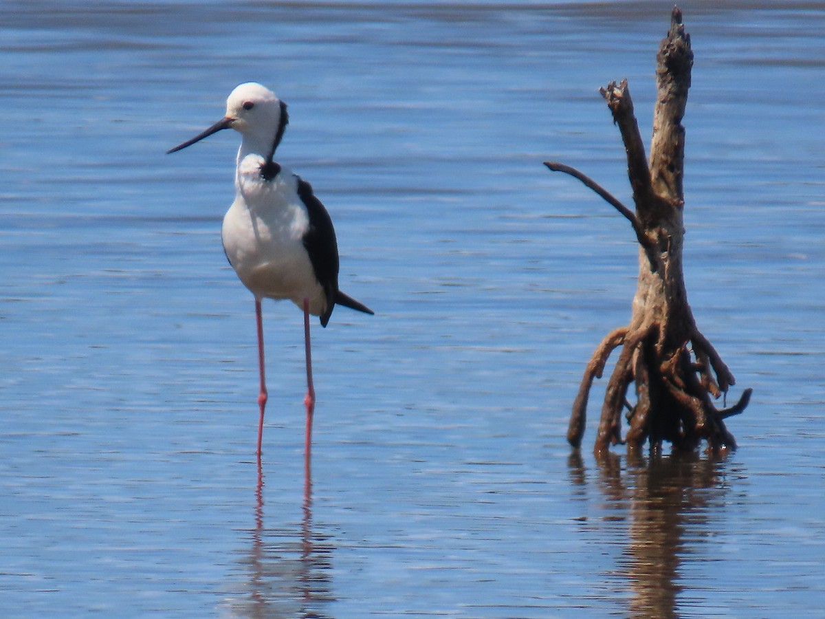 Pied Stilt - ML641998980