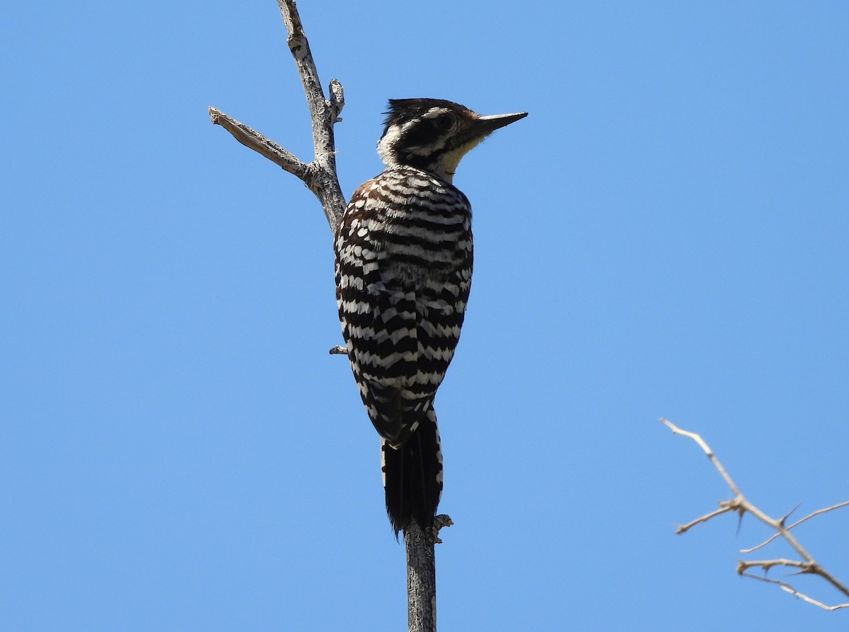 Ladder-backed Woodpecker - ML641998985