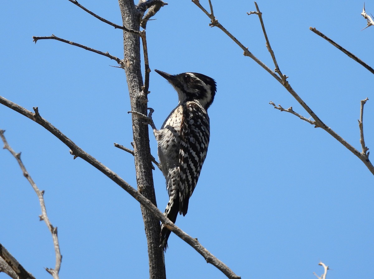 Ladder-backed Woodpecker - ML641998986