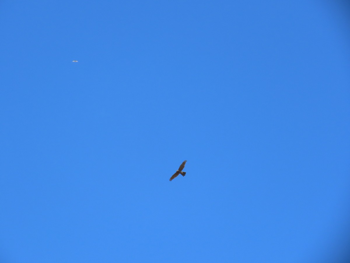 Brown Goshawk - ML641998991