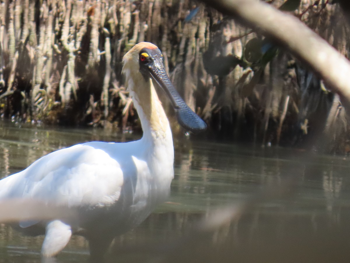 Royal Spoonbill - ML641999001