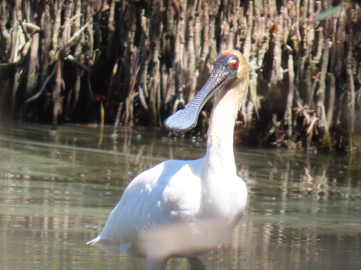 Royal Spoonbill - ML641999002