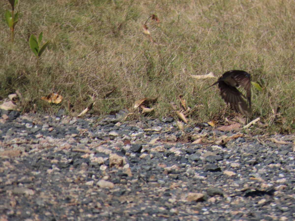 Willie-wagtail - ML641999006