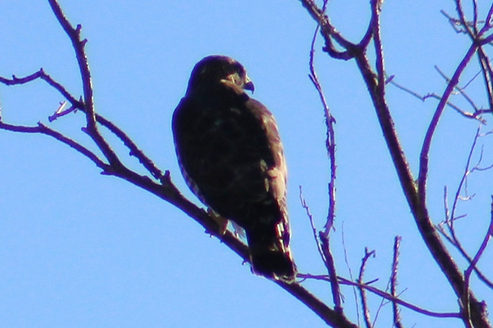 Broad-winged Hawk - ML641999007