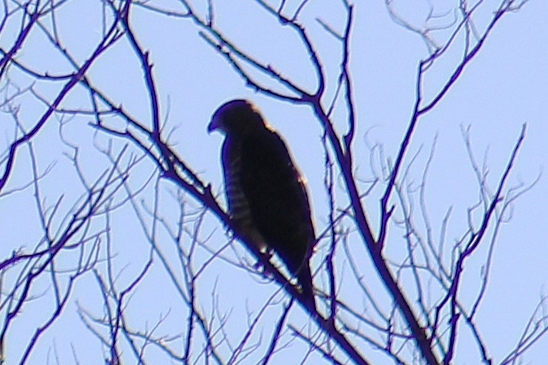 Broad-winged Hawk - ML641999008