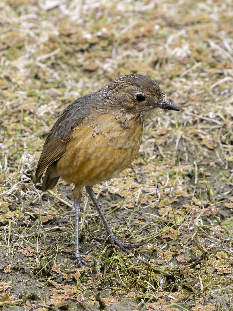 Tawny Antpitta - ML641999011