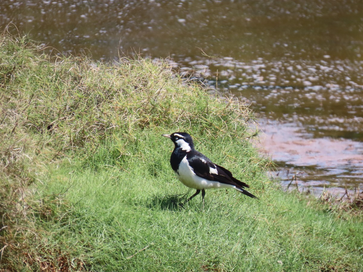 Magpie-lark - ML641999017