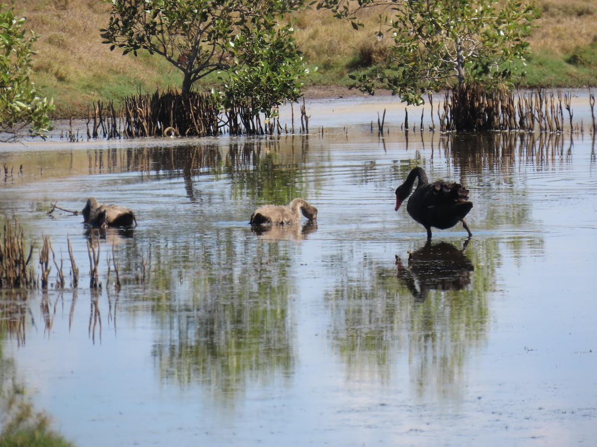 Black Swan - ML641999029