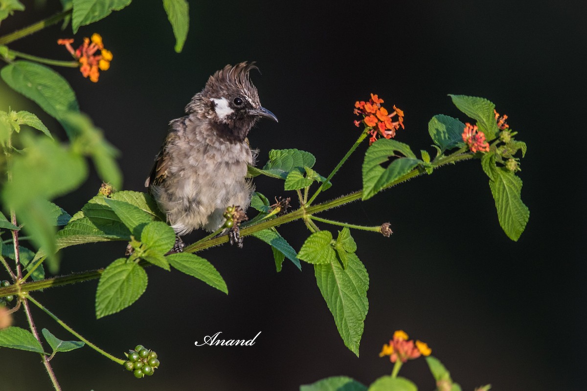 Himalayan Bulbul - ML641999033