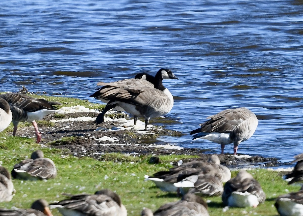 Canada Goose - ML641999035