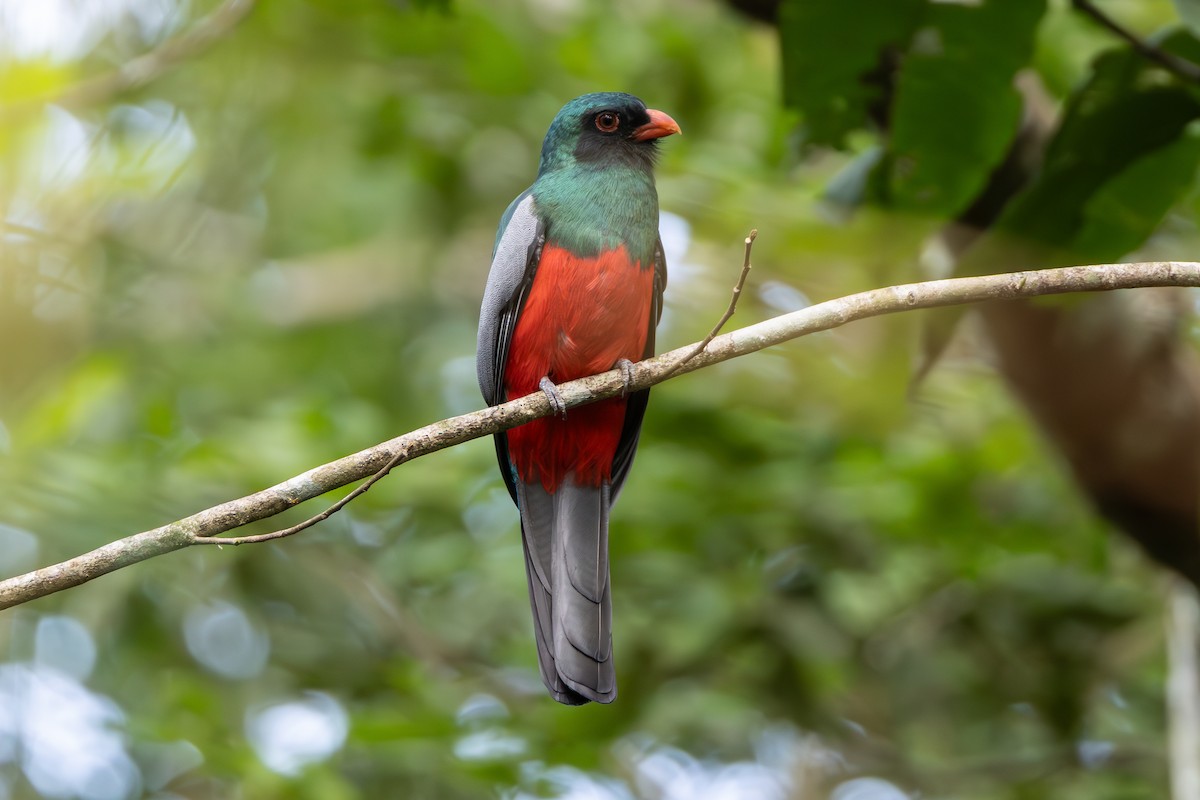 Slaty-tailed Trogon - ML641999040