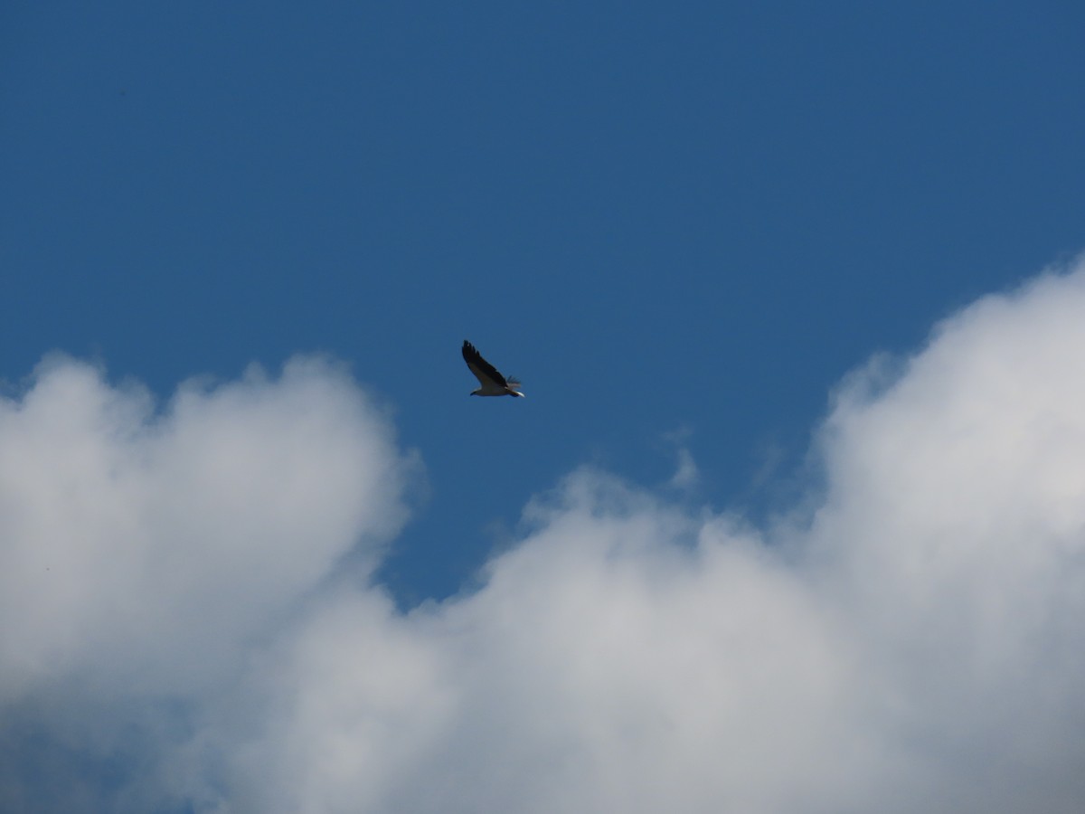 White-bellied Sea-Eagle - ML641999041