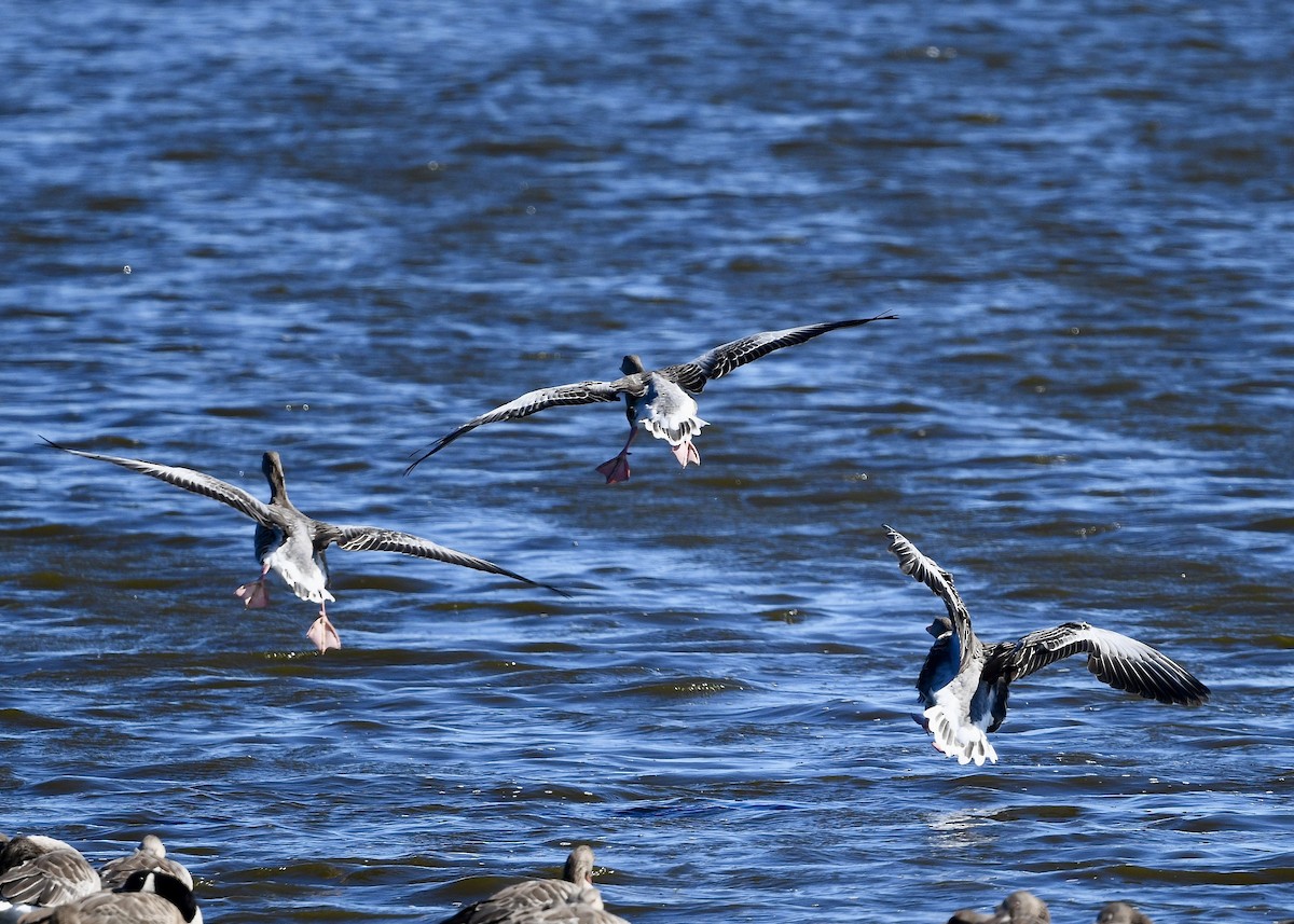 Graylag Goose - ML641999043