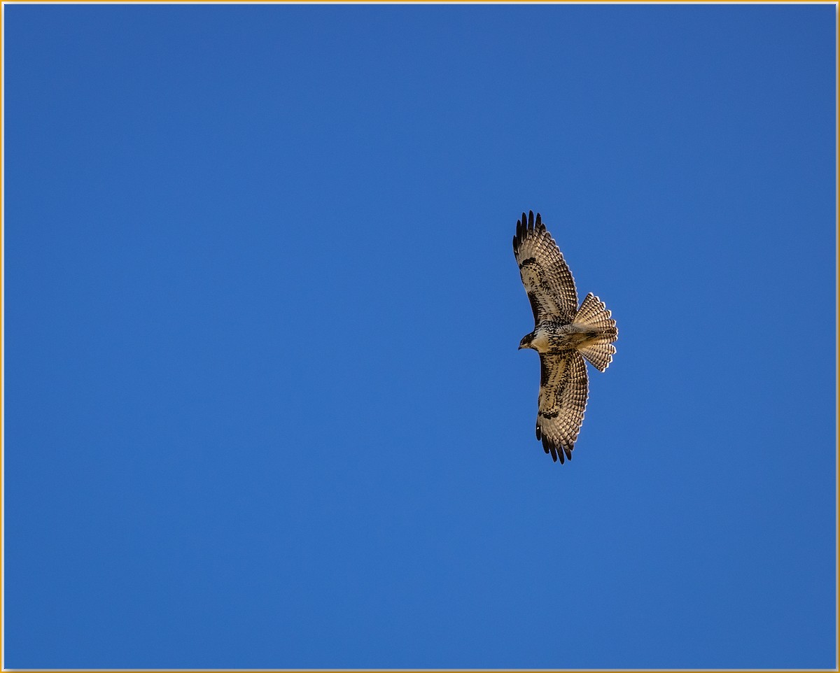 Red-tailed Hawk - ML641999047