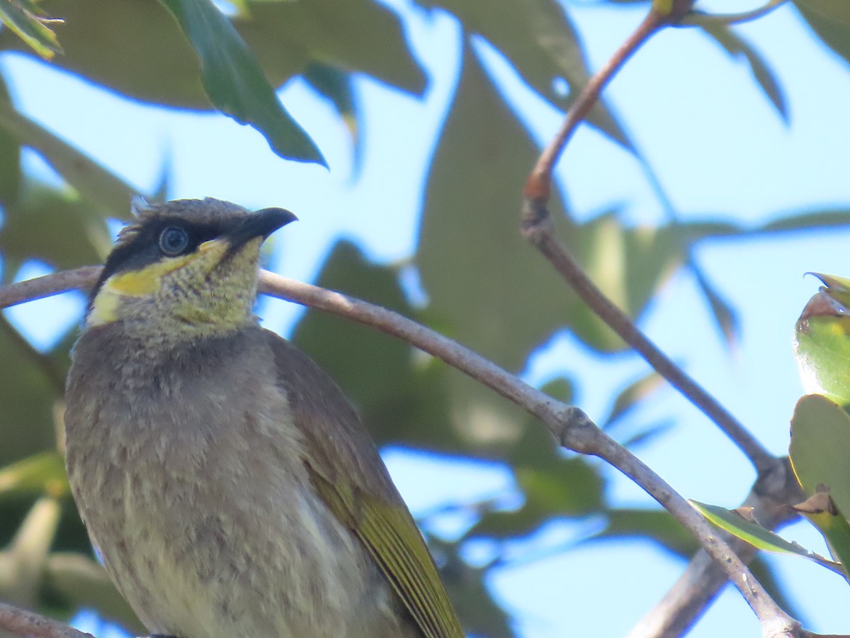 Mangrove Honeyeater - ML641999058