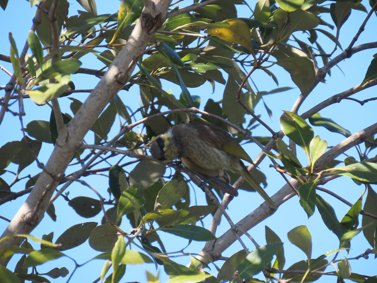 Mangrove Honeyeater - ML641999059