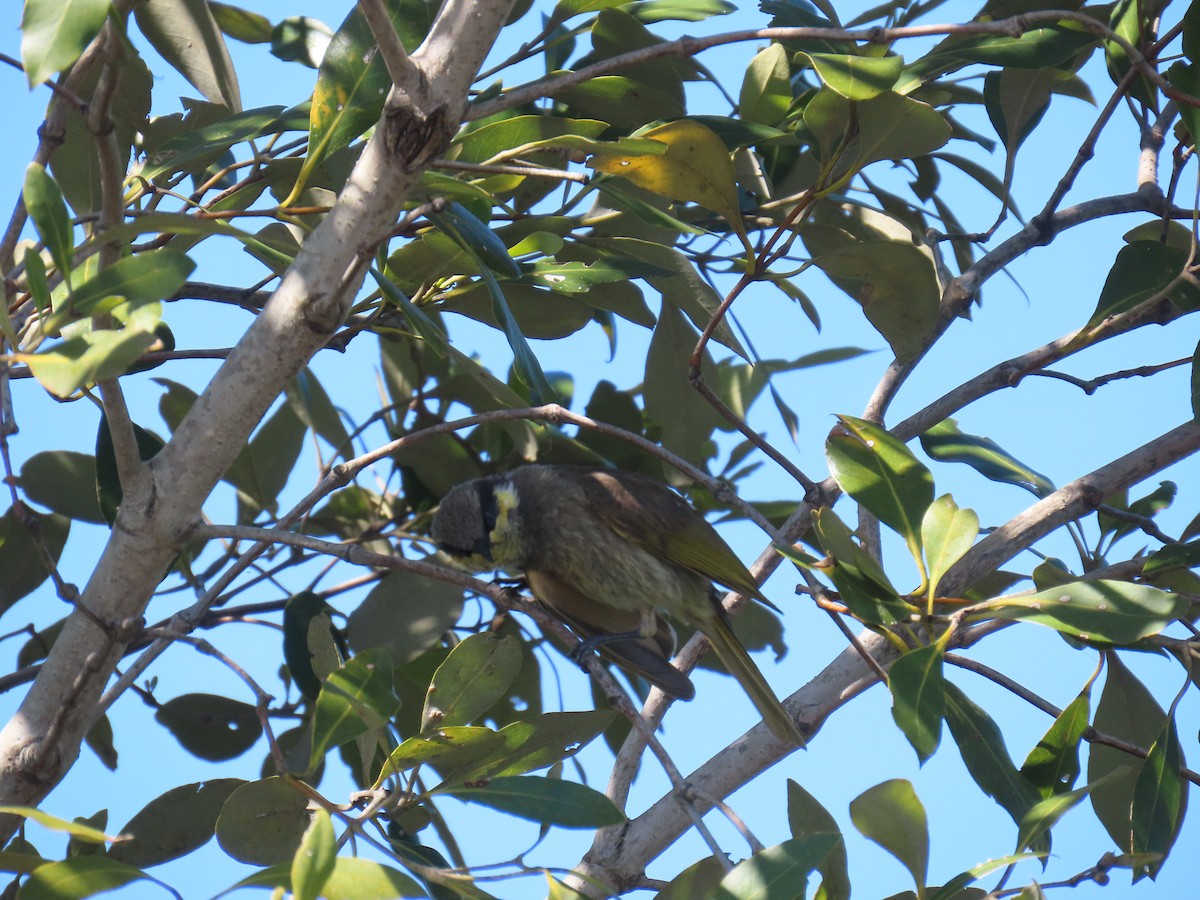 Mangrove Honeyeater - ML641999060