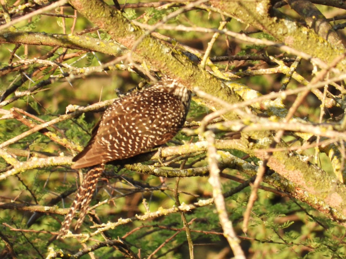 Asian Koel - ML641999068