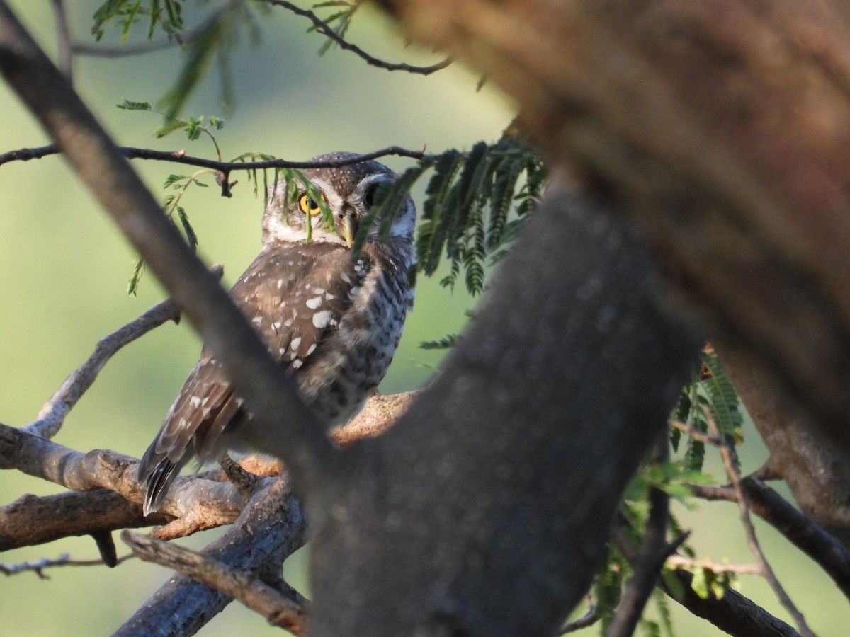 Spotted Owlet - ML641999080