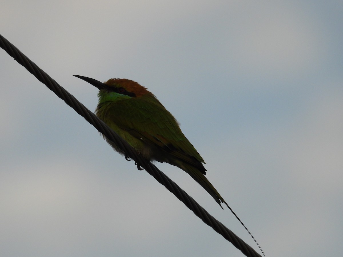 Asian Green Bee-eater - ML641999083